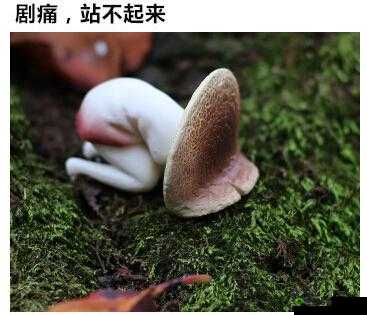 蘑菇视频:点亮你的精彩视界